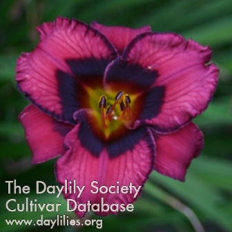 Daylily Purple Peek-a-boo